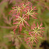 Acer palmatum Seiryu: Japanischer Ahorn, 3 Pflanzen, 35cm, Topf 12cm Bild 6