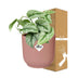 Scindapsus Pictus 'Trebie' im rosa ELHO Vibes Fold Topf 14cm Bild 4