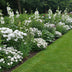 GreenboutiQ Perennial Package White: 24 Plants for 3m², Easy to Care For Bild 4
