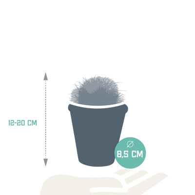 Bol cactus-Mischung 8,5 cm Terrakotta Topf: 3 einzigartige Kakteen