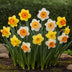 GreenboutiQ - Flower Bulbs - Daffodil Large Cupped mix - Bulbs Hardy Perennial - Colour Yellow and White - 15 Pieces - Bulb size 12/14 - XXL Pack Bild 3