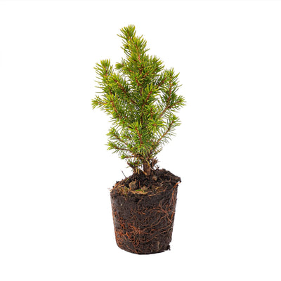 Mini-Weihnachtsbaum 6er-Set – Inklusive Topf-Set "Madrid" – Draht-Lichterkette mit 20 LED-Lämpchen