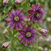 Passiflora Victoria – Exotische Kletterpflanze mit roten & rosa Blüten Bild 3