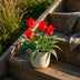 GreenboutiQ Tulpenzwiebeln Greigii Rot - 15 Stück XXL, Hardy Perennial Bild 5