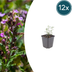 12x Teucrium lucidrys Heckenpflanze, 10-25cm, Ø9cm Bild 1