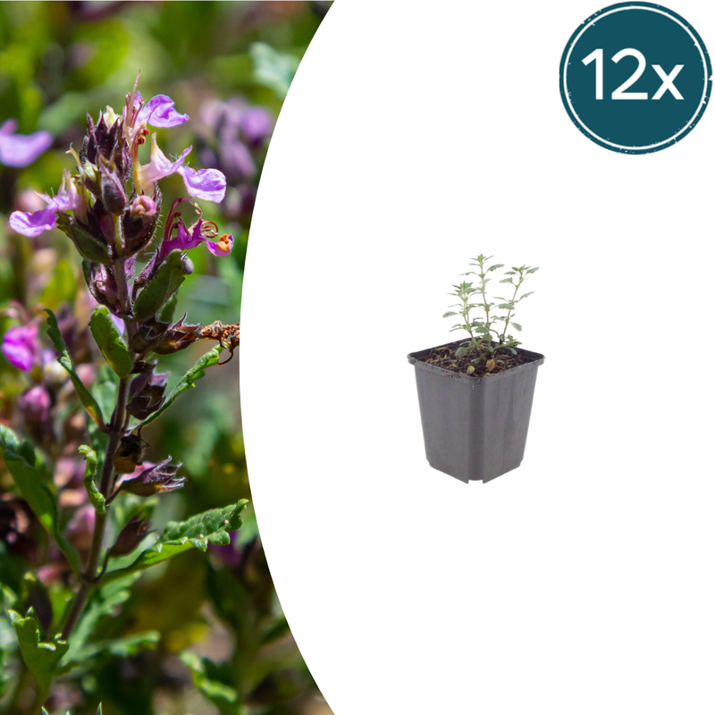 12x Teucrium lucidrys Heckenpflanze, 10-25cm, Ø9cm