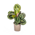 Calathea Medallion im 17cm Topf, 40-50cm hoch Bild 1