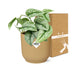 Scindapsus Pictus Trebie 'Gelb' in ELHO Topf Vibes 14 cm Bild 5