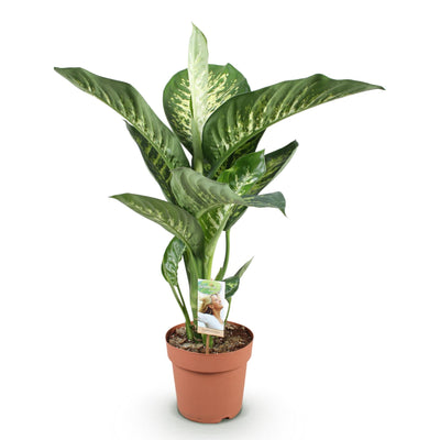 Dieffenbachia Tropic Snow Zimmerpflanze im 21cm Topf, 90-100cm