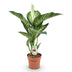 Dieffenbachia Tropic Snow Zimmerpflanze im 21cm Topf, 90-100cm Bild 2