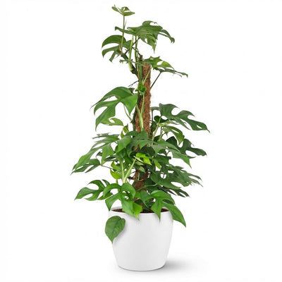 Monstera Minima Moosstab 90cm - Pflegeleicht & Dekorativ mit weißem Topf