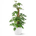 Monstera Minima Moosstab 90cm - Pflegeleicht & Dekorativ mit weißem Topf Bild 2