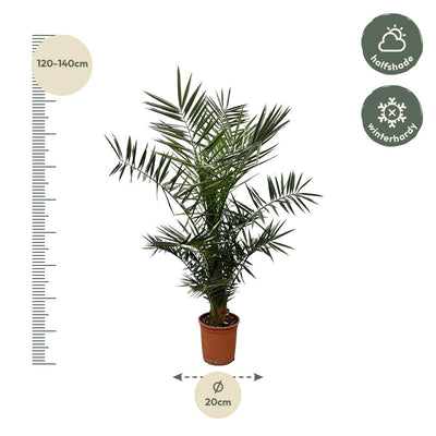 Kanarische Dattelpalme Phoenix Canariensis, 140 cm, Ø21cm