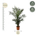 Canary Island Date Palm Phoenix Canariensis, 140 cm, Ø21cm Bild 2