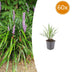60x Liriope muscari 'Ingwersen' - 10-25cm - Topf Ø9cm Bild 1