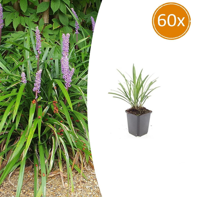 60x Liriope muscari 'Ingwersen' - 10-25cm - Topf Ø9cm