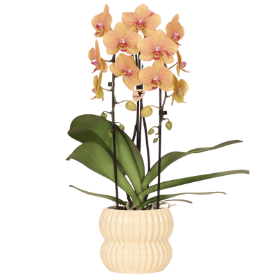 Orange Sunny Bunny Orchidee mit gelbem Übertopf Ø12cm