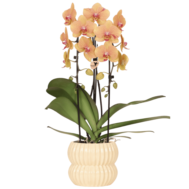 Orange Sunny Bunny Orchidee mit gelbem Übertopf Ø12cm