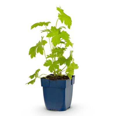 Green boutiQ - Perennials - Delphinium (P) Galahad - Larkspur - Bee and Butterfly Magnet - White - 1 Plant - 11cm Pot - Height 15-25cm