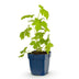 Green boutiQ - Stauden - Delphinium (P) Galahad - Rittersporn - Bienen- und Schmetterlingsmagneten - Weiß - 1 Pflanze - Topf 11cm - Höhe 15-25cm Bild 1
