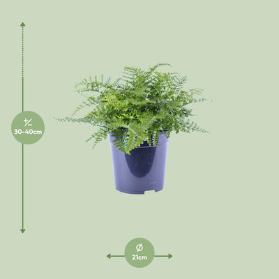 Asplenium Parvati Farn - Ø21cm - ↕40cm