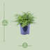 Asplenium Parvati Farn - Ø21cm - ↕40cm Bild 2