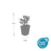 48x Aster ageratoides 'Stardust' – 10-25cm hoch, Ø9cm Topf Bild 3