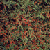 48x Cotoneaster horizontalis - ↕10-25cm - Ø9cm Bild 6