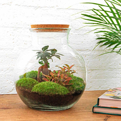 Flaschengarten Teddy-Bonsai DIY-Set mit Werkzeug & Anleitung