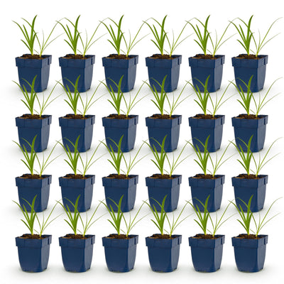 Green boutiQ - Perennial - Agapanthus africanus Albus - African Lily - Bee and Butterfly Attractors - White - 24 Plants - Pot 11cm - Height 15-25cm