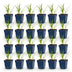 Green boutiQ - Perennial - Agapanthus africanus Albus - African Lily - Bee and Butterfly Attractors - White - 24 Plants - Pot 11cm - Height 15-25cm Bild 1