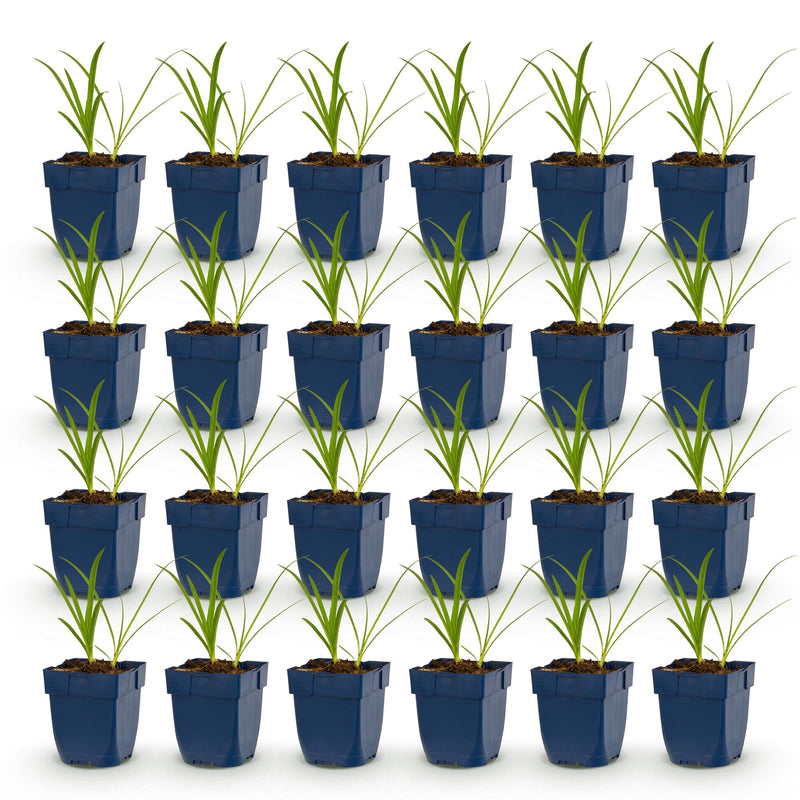 Green boutiQ - Perennial - Agapanthus africanus Albus - African Lily - Bee and Butterfly Attractors - White - 24 Plants - Pot 11cm - Height 15-25cm