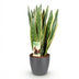 Sansevieria Laurentii Topf 21cm, 70-80cm – Pflegeleichte Zimmerpflanze Bild 4