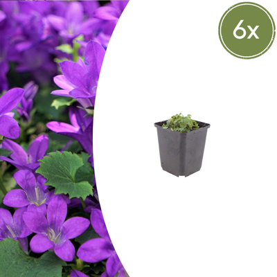 6x Campanula portenschlagiana (10-25cm, Ø9cm) - Violette Glockenblumen