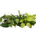 Epipremnum Mix: 6er-Set, Ø12cm Töpfe, ca. 15cm hoch Bild 1