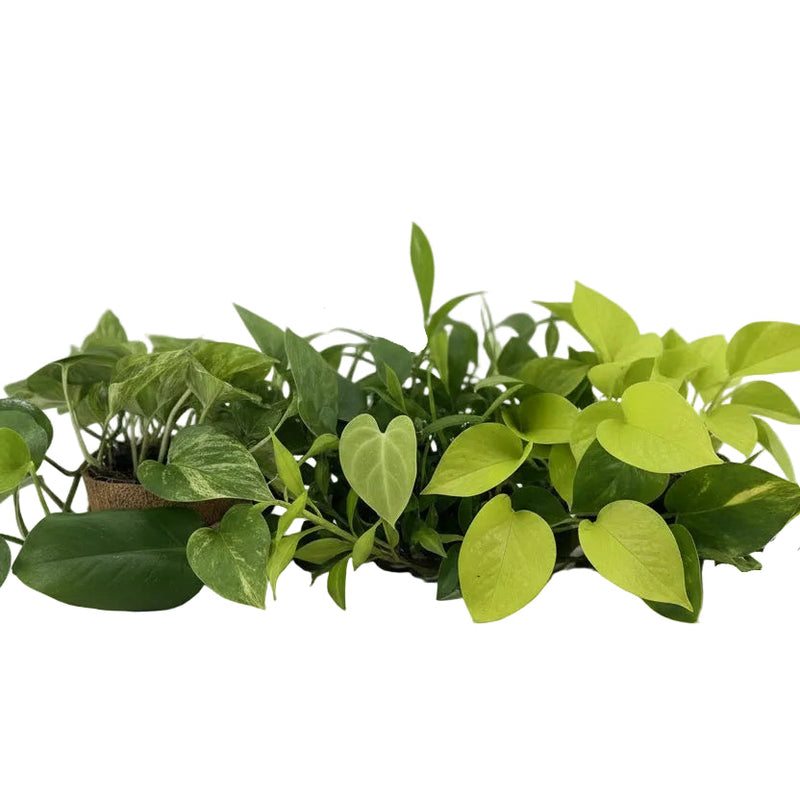 Epipremnum Mix: 6er-Set, Ø12cm Töpfe, ca. 15cm hoch