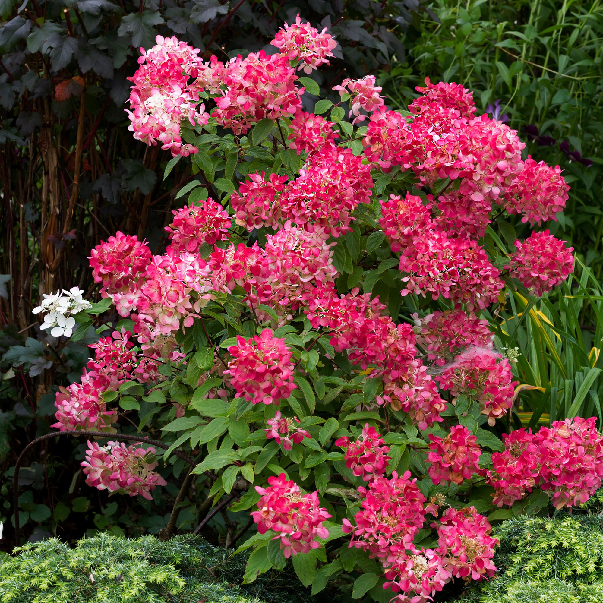 GreenboutiQ - Rispenhortensie - Hydrangea panniculata Pink Diamond - Blüte Weiß Rosa - 3 Pflanzen - 1 m2 - Laubabwerfend - Große Blüten - Topf 17cm Höhe 50cm