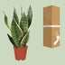 Sansevieria Futura Superba (Bogenhanf) Ø12cm, 40cm Bild 4