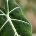 Alocasia Frydek Elefantenohr, 60cm, mit weißem Übertopf Bild 4