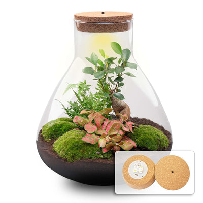 DIY Pflanzen-Terrarium mit LED-Licht: Bonsai Sam XL, Ø 30cm
