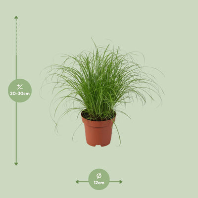 Cyperus Alternifolius Zumula (Schirmgras) - Ø12cm, ↕28cm