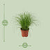 Cyperus Alternifolius Zumula (Umbrella Sedge) - Ø12cm, ↕28cm Bild 2