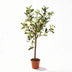 Artificial Olive Tree in Pot, 65 cm – Mediterranean Charm Bild 1
