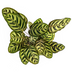 Calathea Makoyana Pfauenpflanze Ø17cm, 40-50cm hoch Bild 6