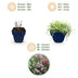 Green boutiQ - Stauden - Thymus Tricolour - Tym - Bodendecker - Rosa - Rot - Weiß - 12 Pflanzen - Topf 11cm - Höhe 15-25cm Bild 4
