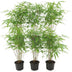 6x Fargesia Rufa Bambus im 13cm Topf, 25cm hoch Bild 2
