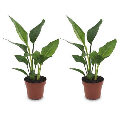 Green boutiQ - Strelitzia Reginea - Paradiesvogelblume - 2 Pflanzen - Topf 12cm - Höhe - 35cm