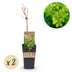 GreenboutiQ Weiße Trauben 'Himrod' - Kernlos, 2 Pflanzen im Topf Bild 2