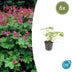 6x Geranium macr. 'Czakor' - ↕10-25cm - Ø9cm Bild 1