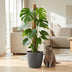 Monstera Deliciosa on Moss Pole, 90cm, Pot 19cm Grey Bild 5